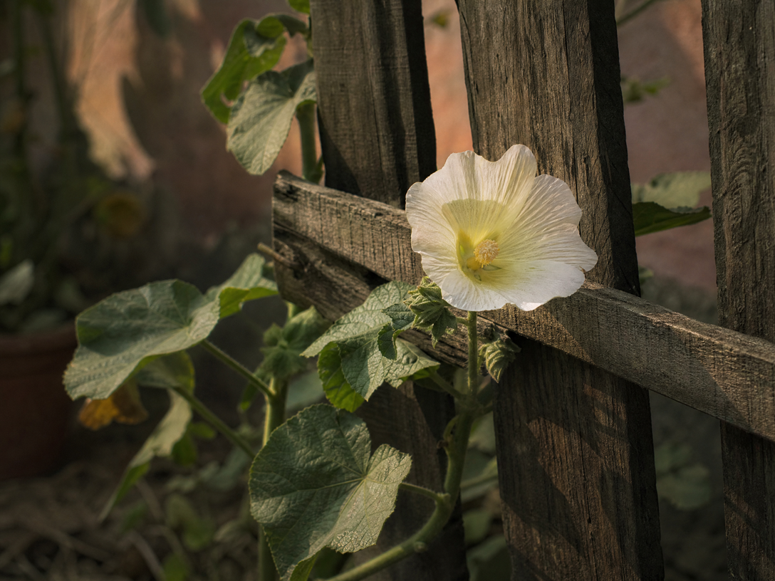 La flor que espera