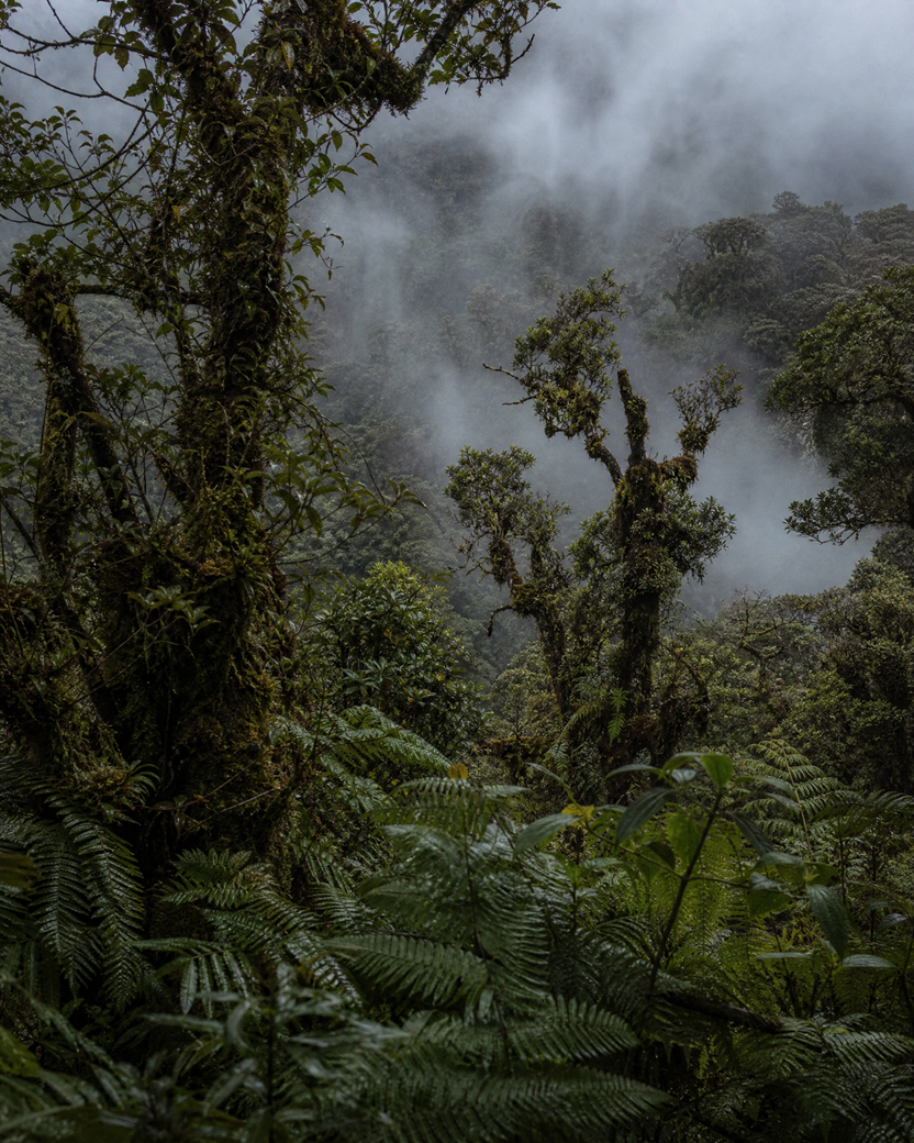 Niebla baja